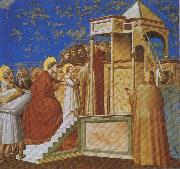 GIOTTO di Bondone Presentation of the Virgin in the Temple oil painting on canvas